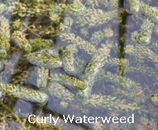 Curly Waterweed
