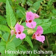 Himalayan Balsam