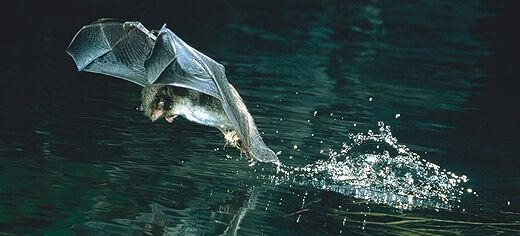 Daubenton bat