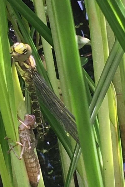 Dragonfly